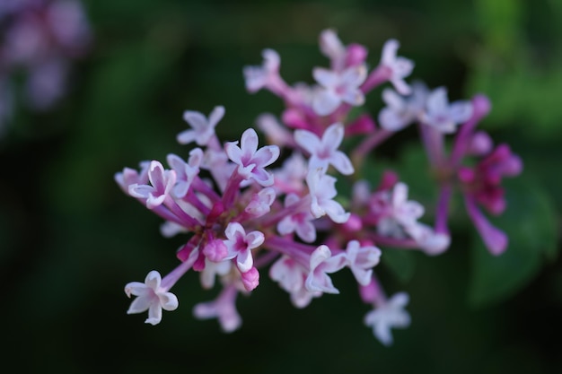 Nahaufnahme einer rosa blühenden Pflanze