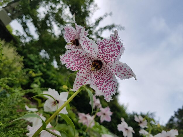 Foto nahaufnahme einer rosa blühenden pflanze