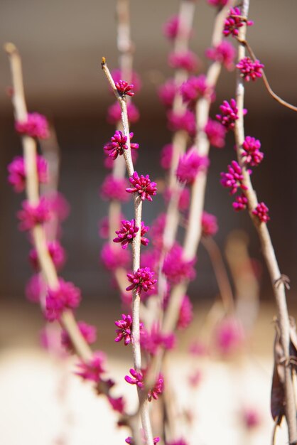 Foto nahaufnahme einer rosa blühenden pflanze