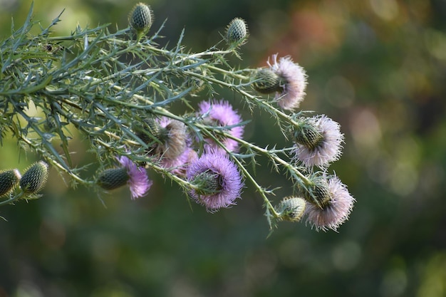 Foto nahaufnahme einer rosa blühenden pflanze