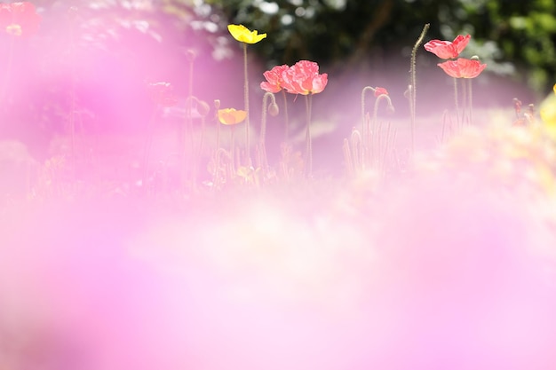 Nahaufnahme einer rosa blühenden Pflanze