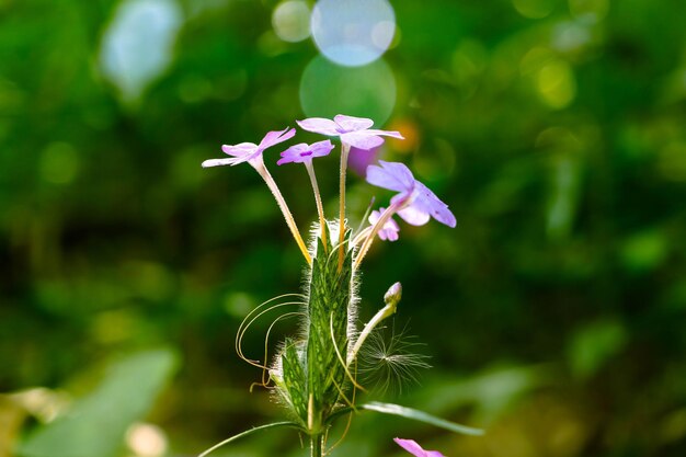 Foto nahaufnahme einer rosa blühenden pflanze