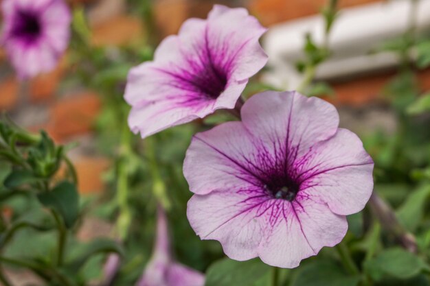 Foto nahaufnahme einer rosa blühenden pflanze