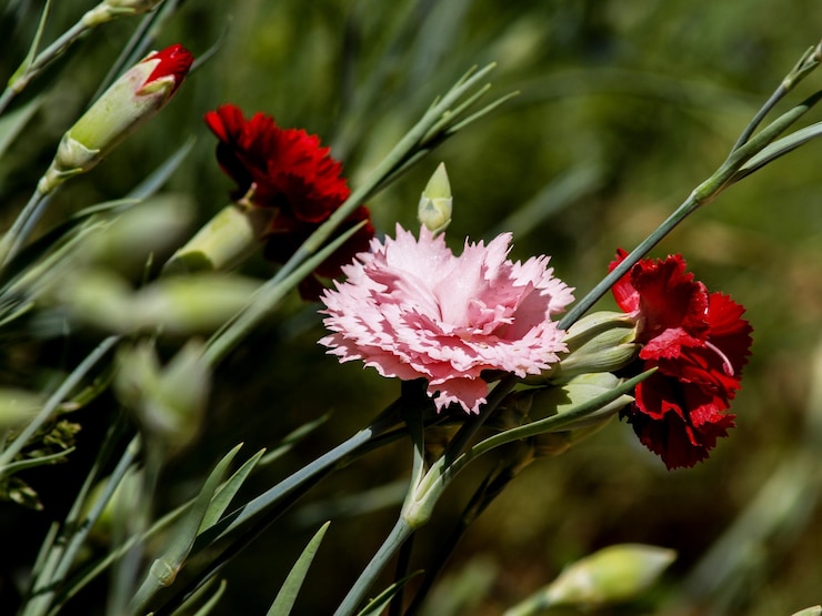 Foto nahaufnahme einer rosa blühenden pflanze