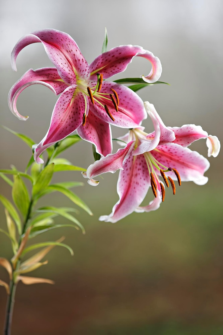 Foto nahaufnahme einer rosa blühenden pflanze