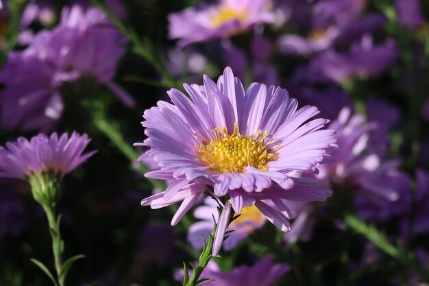 Foto nahaufnahme einer rosa blühenden pflanze