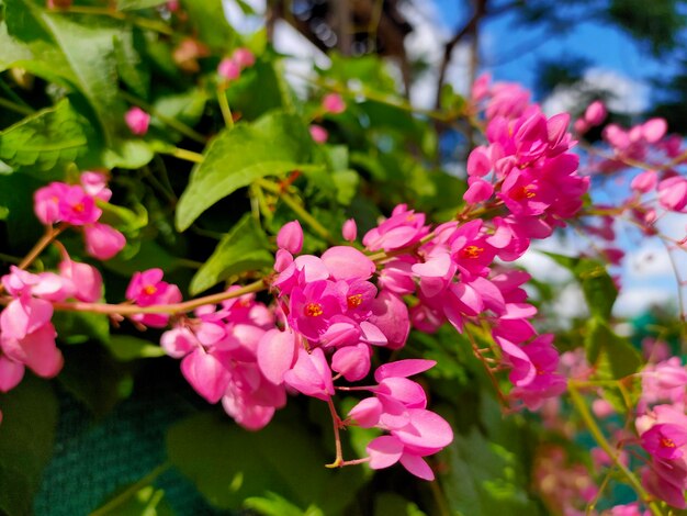 Nahaufnahme einer rosa blühenden Pflanze