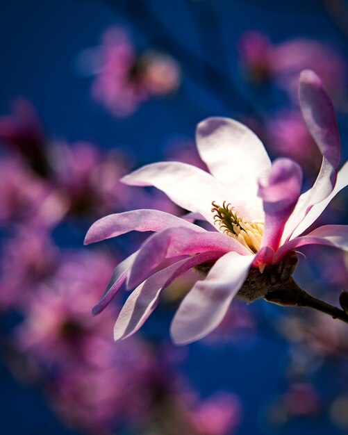 Foto nahaufnahme einer rosa blühenden pflanze