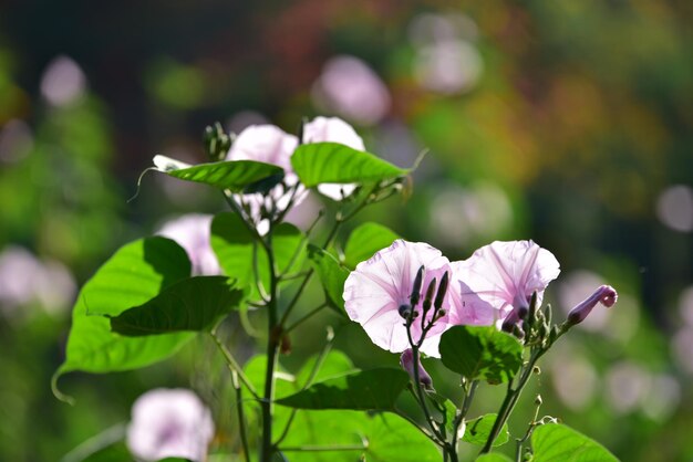 Foto nahaufnahme einer rosa blühenden pflanze