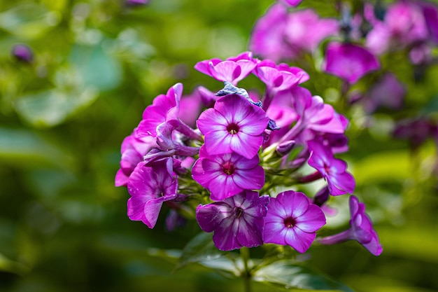 Foto nahaufnahme einer rosa blühenden pflanze