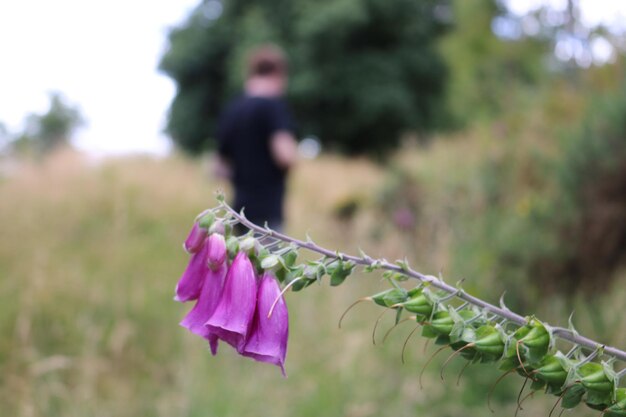 Nahaufnahme einer rosa blühenden Pflanze