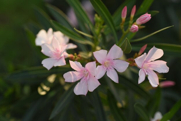 Foto nahaufnahme einer rosa blühenden pflanze