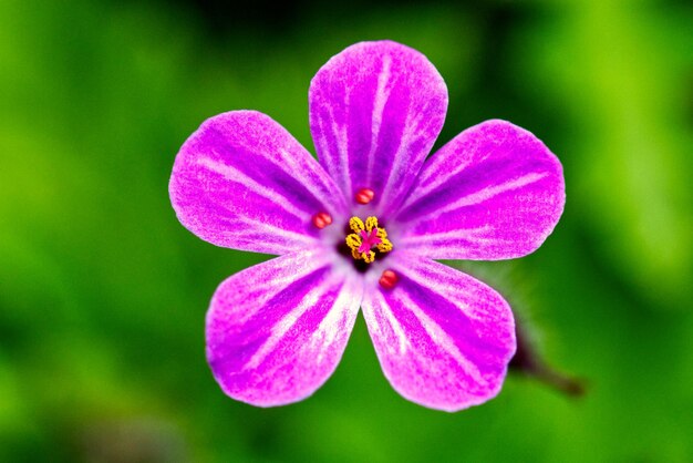 Foto nahaufnahme einer rosa blühenden pflanze