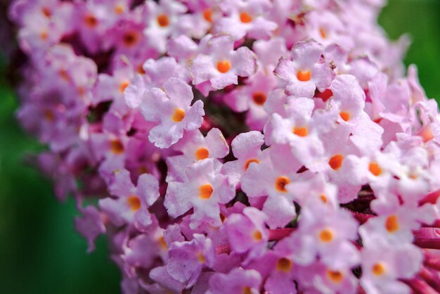 Nahaufnahme einer rosa blühenden Pflanze