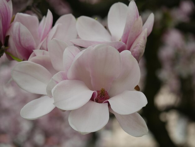 Foto nahaufnahme einer rosa blühenden pflanze