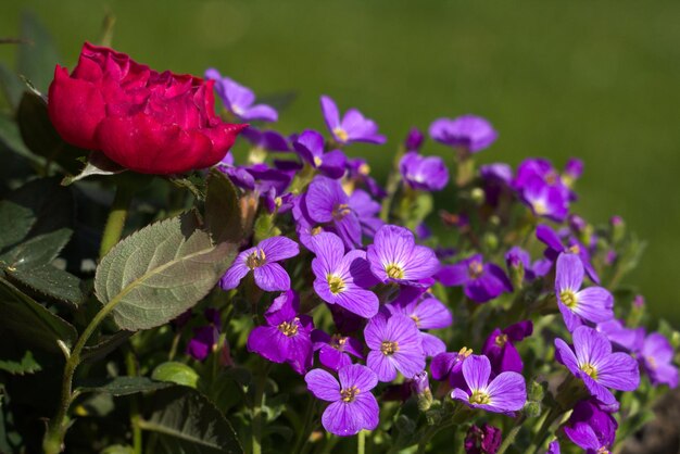 Foto nahaufnahme einer rosa blühenden pflanze