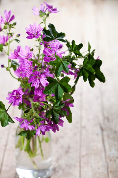 Foto nahaufnahme einer rosa blühenden pflanze