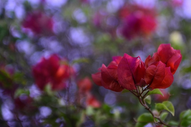 Foto nahaufnahme einer rosa blühenden pflanze