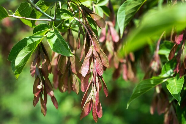 Foto nahaufnahme einer rosa blühenden pflanze