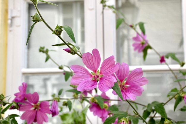 Nahaufnahme einer rosa blühenden Pflanze