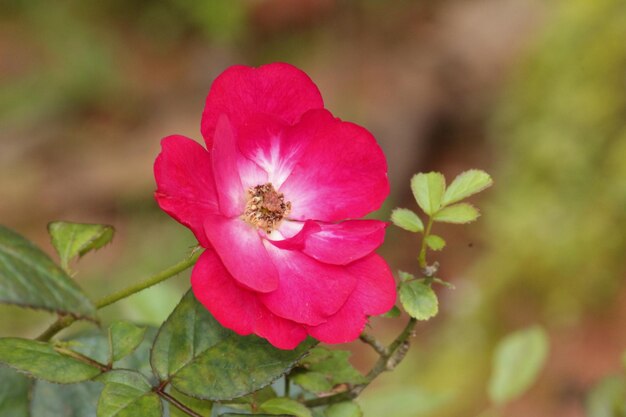 Foto nahaufnahme einer rosa blühenden pflanze.