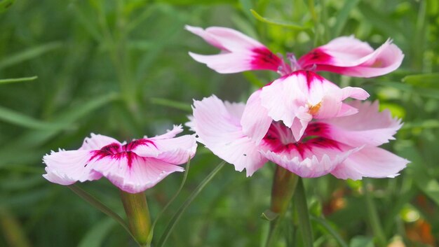 Nahaufnahme einer rosa blühenden Pflanze