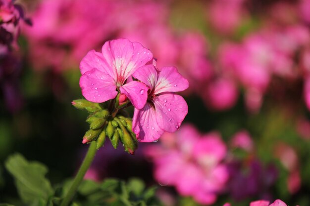 Foto nahaufnahme einer rosa blühenden pflanze