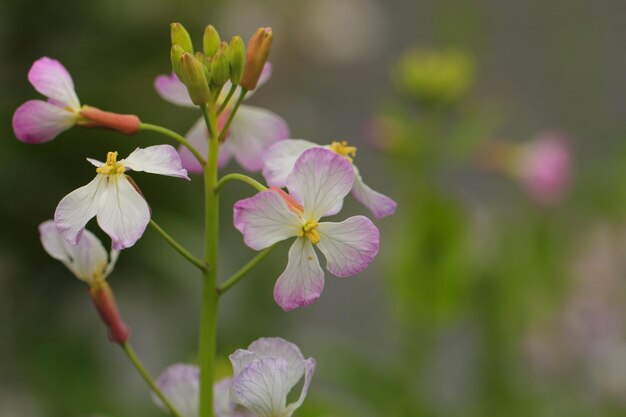 Foto nahaufnahme einer rosa blühenden pflanze