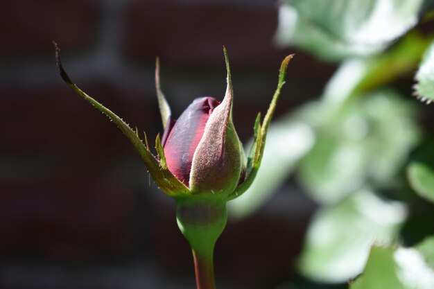 Nahaufnahme einer rosa Blütenknospe