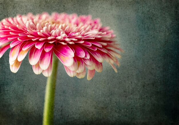 Foto nahaufnahme einer rosa blume an der wand