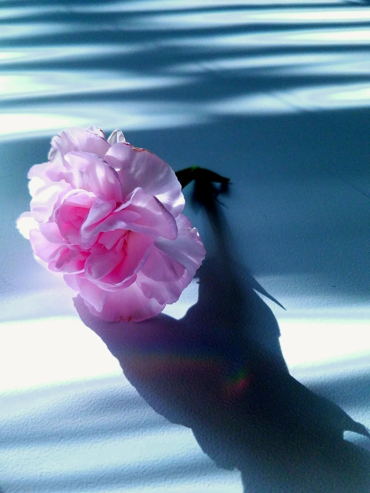 Foto nahaufnahme einer rosa blume auf dem boden