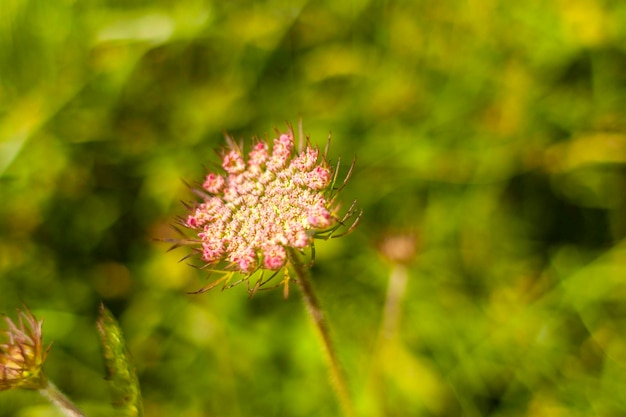 Nahaufnahme einer rosa Blume auf dem Feld