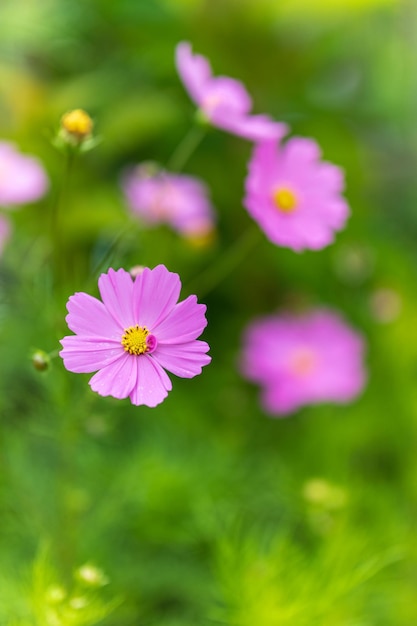Nahaufnahme einer rosa Blume auf einer Pflanze