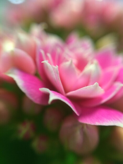 Foto nahaufnahme einer rosa blume, die auf dem feld blüht