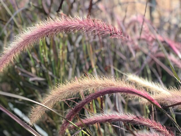 Foto nahaufnahme einer rosa blume, die auf dem feld wächst