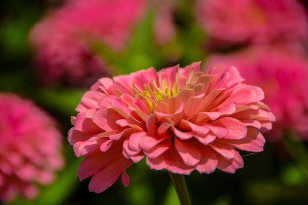 Foto nahaufnahme einer rosa blume, die im freien blüht