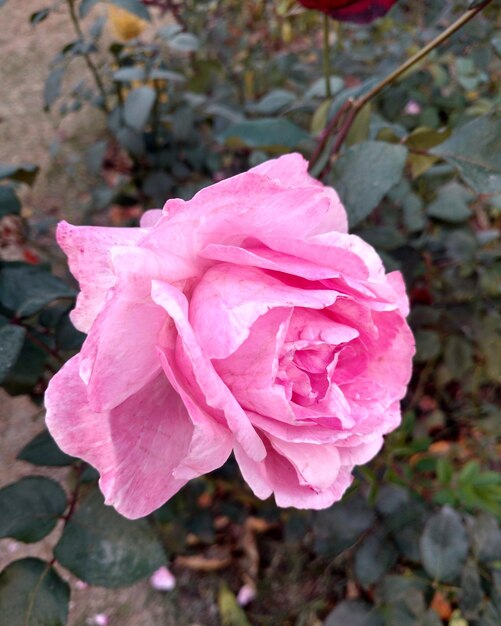 Foto nahaufnahme einer rosa blume, die im freien blüht