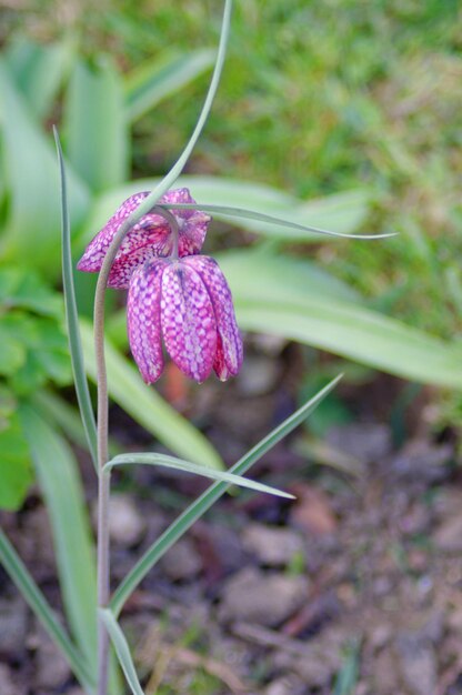 Foto nahaufnahme einer rosa blume, die im freien blüht