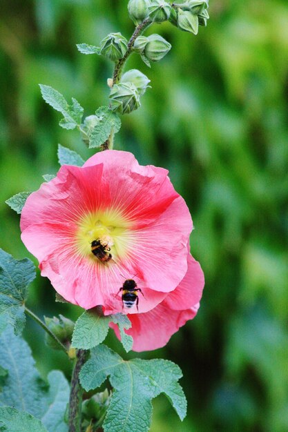 Foto nahaufnahme einer rosa blume, die im freien blüht