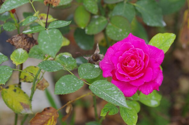 Nahaufnahme einer rosa Blume, die im Freien blüht