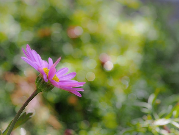 Nahaufnahme einer rosa Blume, die im Freien blüht