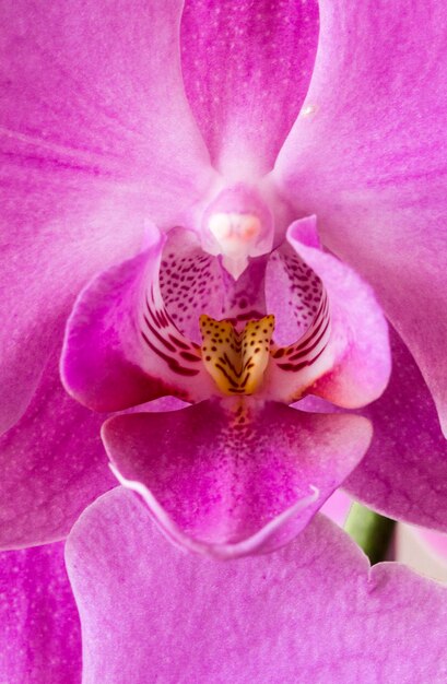 Foto nahaufnahme einer rosa blume, die im freien blüht