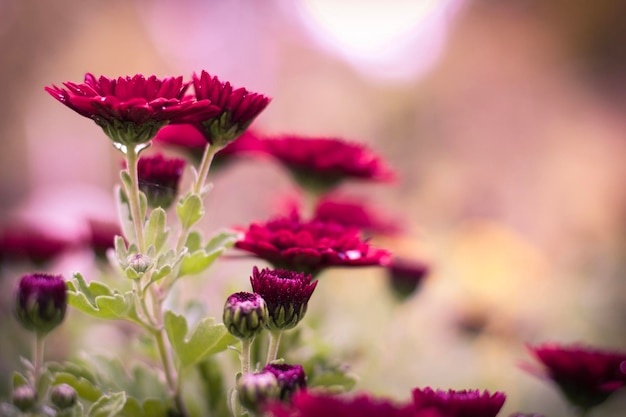 Nahaufnahme einer rosa Blume, die im Freien blüht
