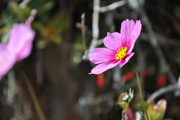 Nahaufnahme einer rosa Blume, die im Freien blüht