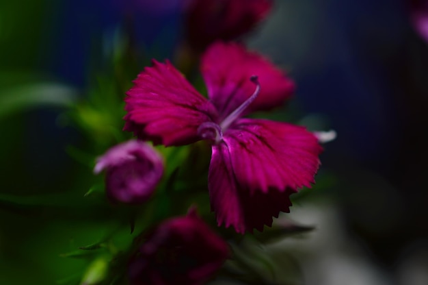 Nahaufnahme einer rosa Blume im Hinterhof