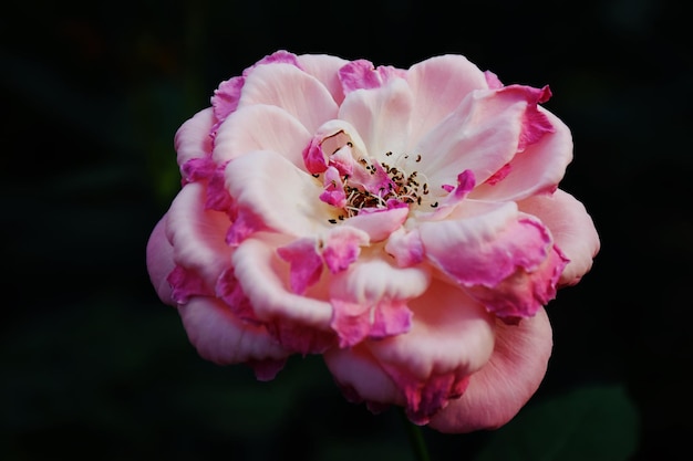Nahaufnahme einer rosa Blume im Park