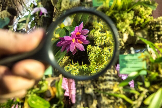 Foto nahaufnahme einer rosa blume im topf