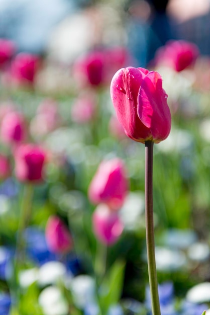 Nahaufnahme einer rosa Blume vor einem verschwommenen Hintergrund