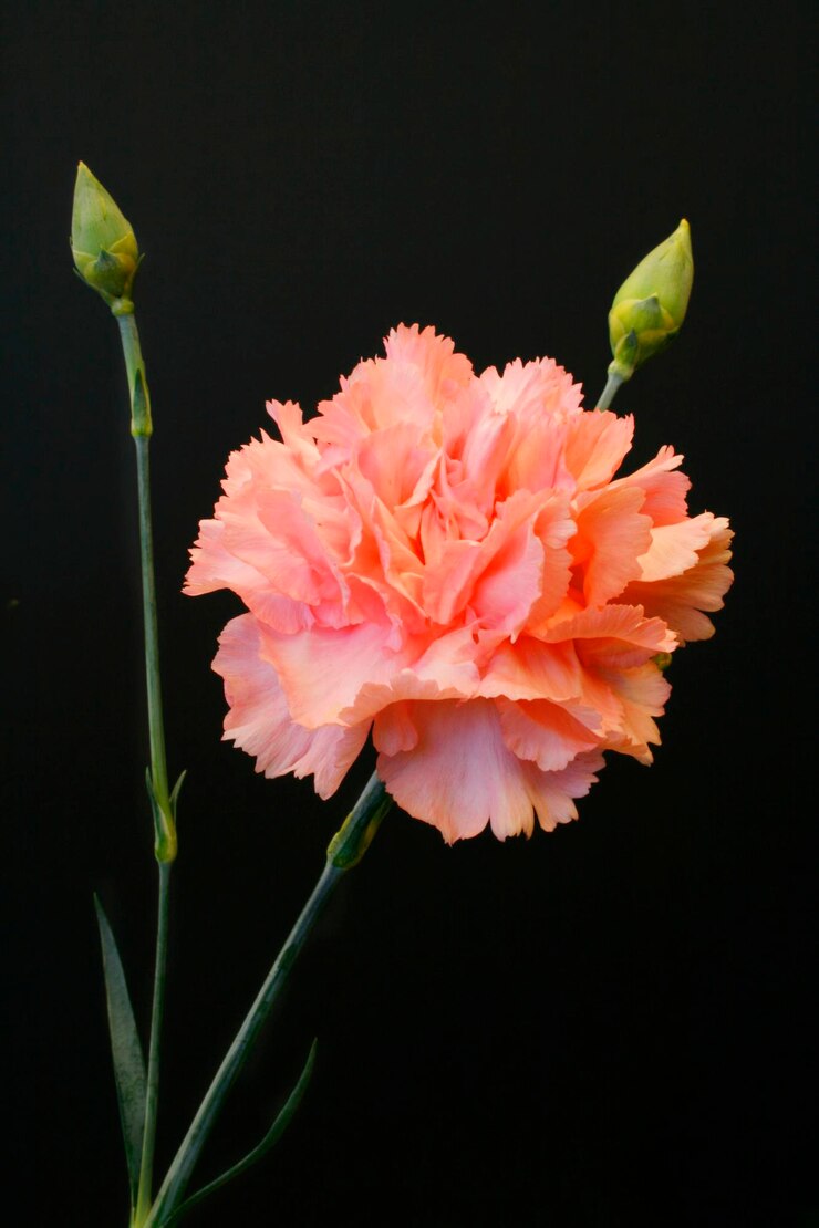 Foto nahaufnahme einer rosa blume vor schwarzem hintergrund