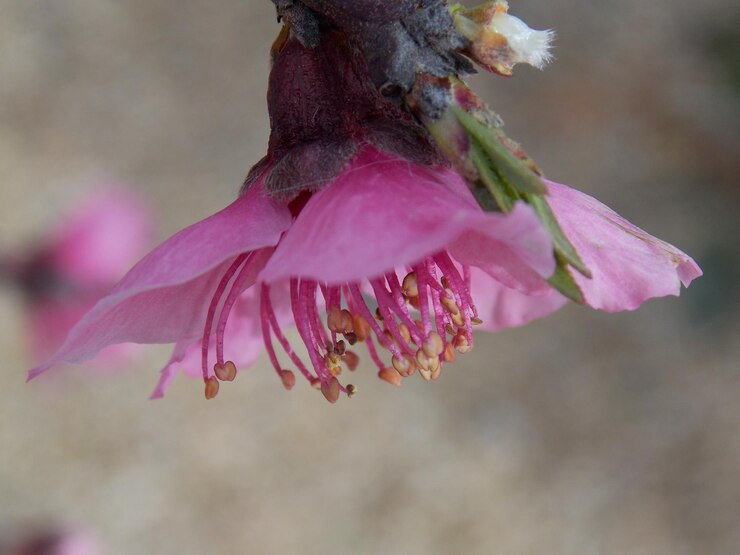 Foto nahaufnahme einer rosa blume vor verschwommenem hintergrund